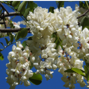 fleurs d'acacia