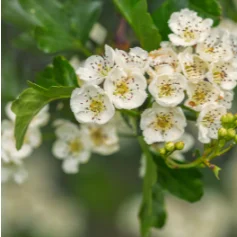 fleurs d'aubépine