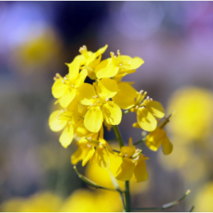 fleurs de colza