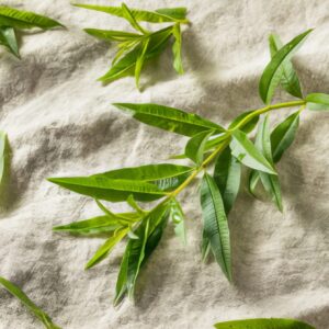 Verveine citronnelle